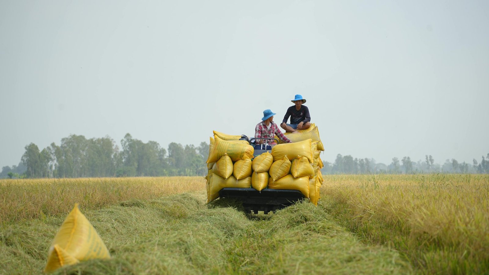 Sacks of harvested paddy rice loaded for transport from the field