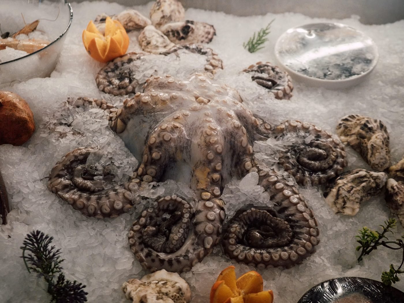 Fresh octopus displayed on ice in a clean seafood setting