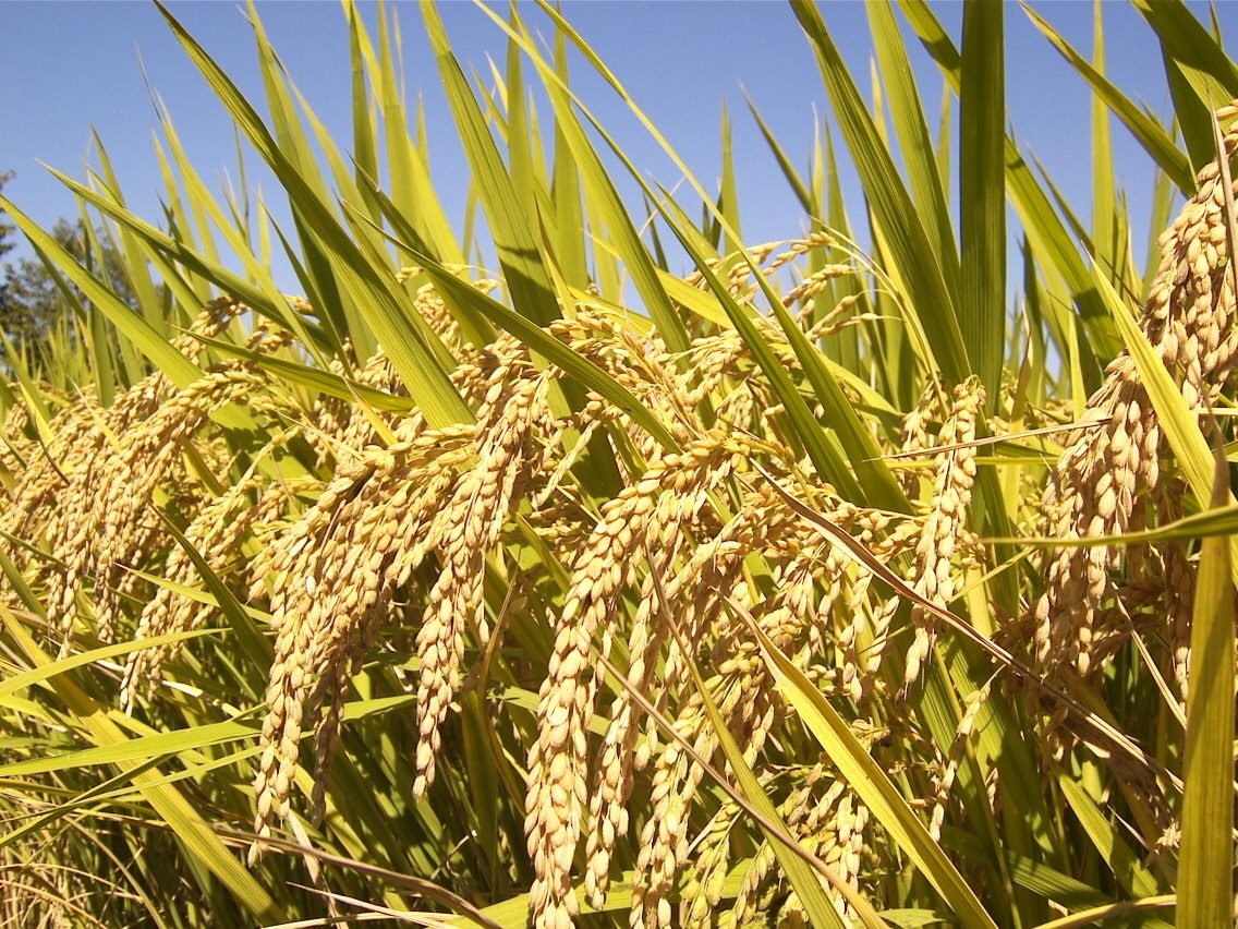 Rice plants heavy with mature paddy grain, ready for harvest