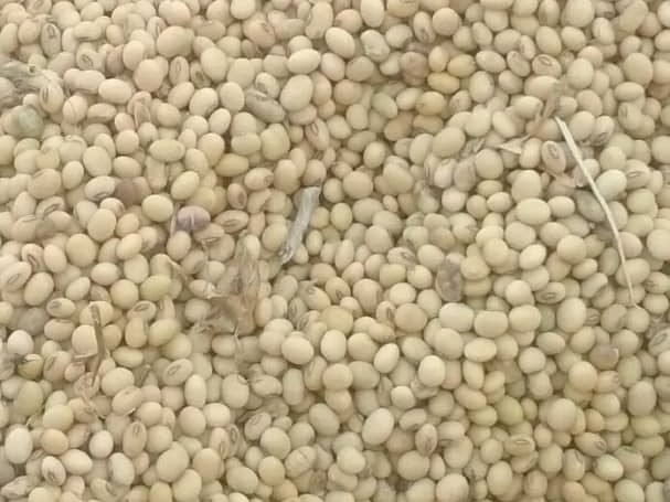 Dried soybean in bulk supply