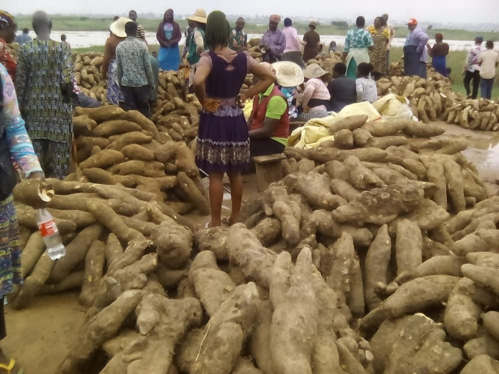Whole yam tubers piled at a Nigerian yam market